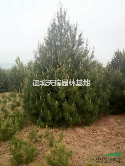 白皮松最新价格表，小巷深处的绿色宝藏之旅与惊喜价格揭晓