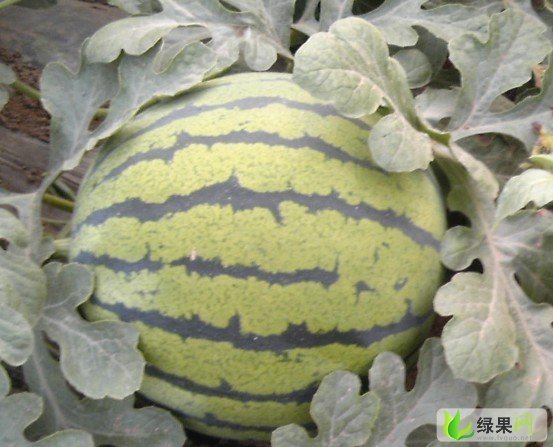 西瓜价格动态揭秘,小巷深处的甜蜜秘密探索