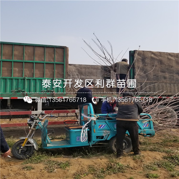 山东樱桃价格动态，最新价格指南