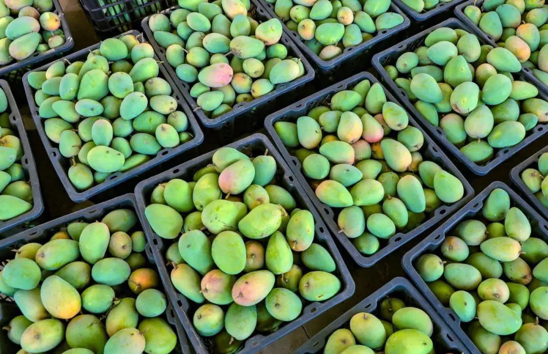 芒果价格,小红书分享芒果价格大揭秘,选购攻略在此!