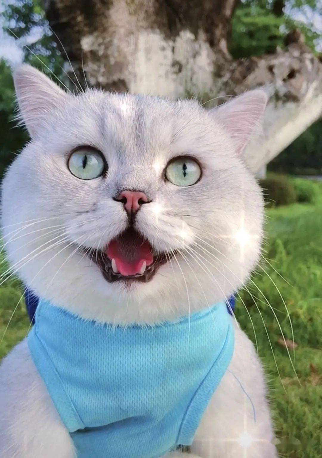 抖音热门萌猫,励志猫步背后的自信与成就感故事