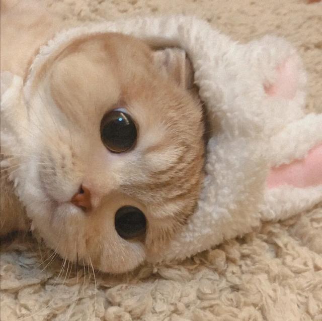 抖音热门萌猫,励志猫步背后的自信与成就感故事