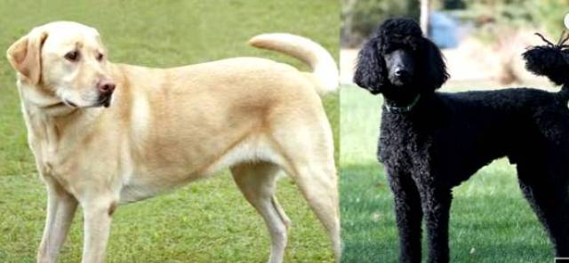 最新杂交犬品种揭秘，小巷中的宠物天堂介绍