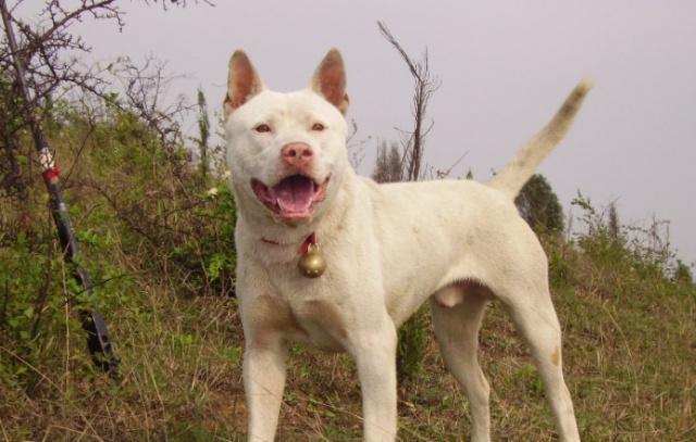 最新杂交犬品种揭秘,小巷中的宠物天堂介绍