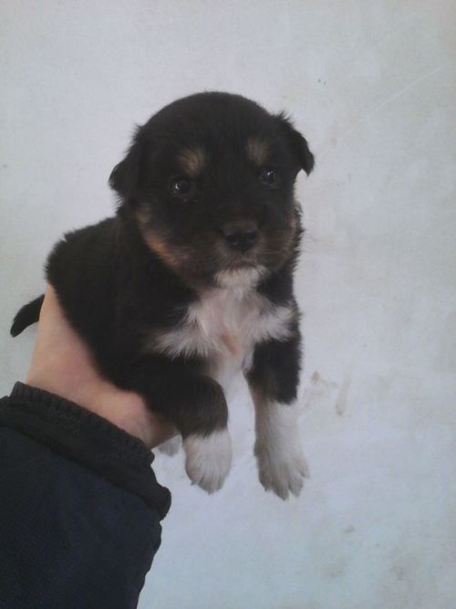 最新杂交犬品种揭秘,小巷中的宠物天堂介绍