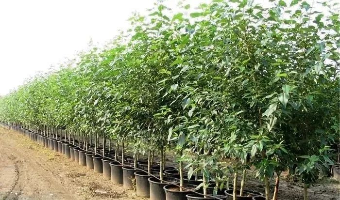 园林e家，启程寻找绿意中的心灵驿站——苗木采购信息汇总