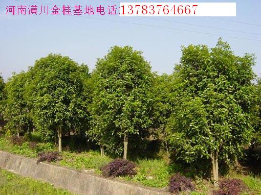 园林e家,启程寻找绿意中的心灵驿站——苗木采购信息汇总