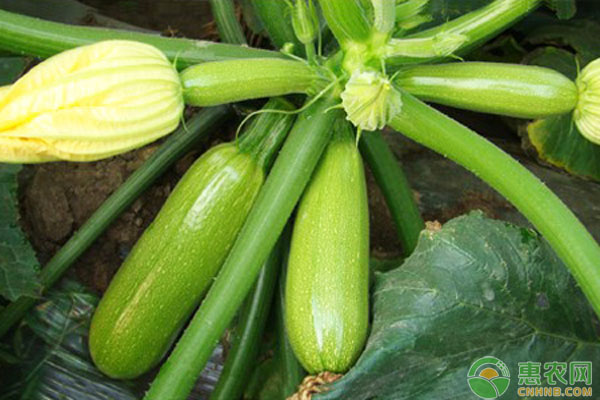 科技引领西葫芦种植新潮流，2017年西葫芦行情预测与智能监控趋势分析