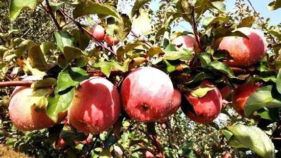 阿克苏苹果上市季节揭秘,秋季果实的盛宴