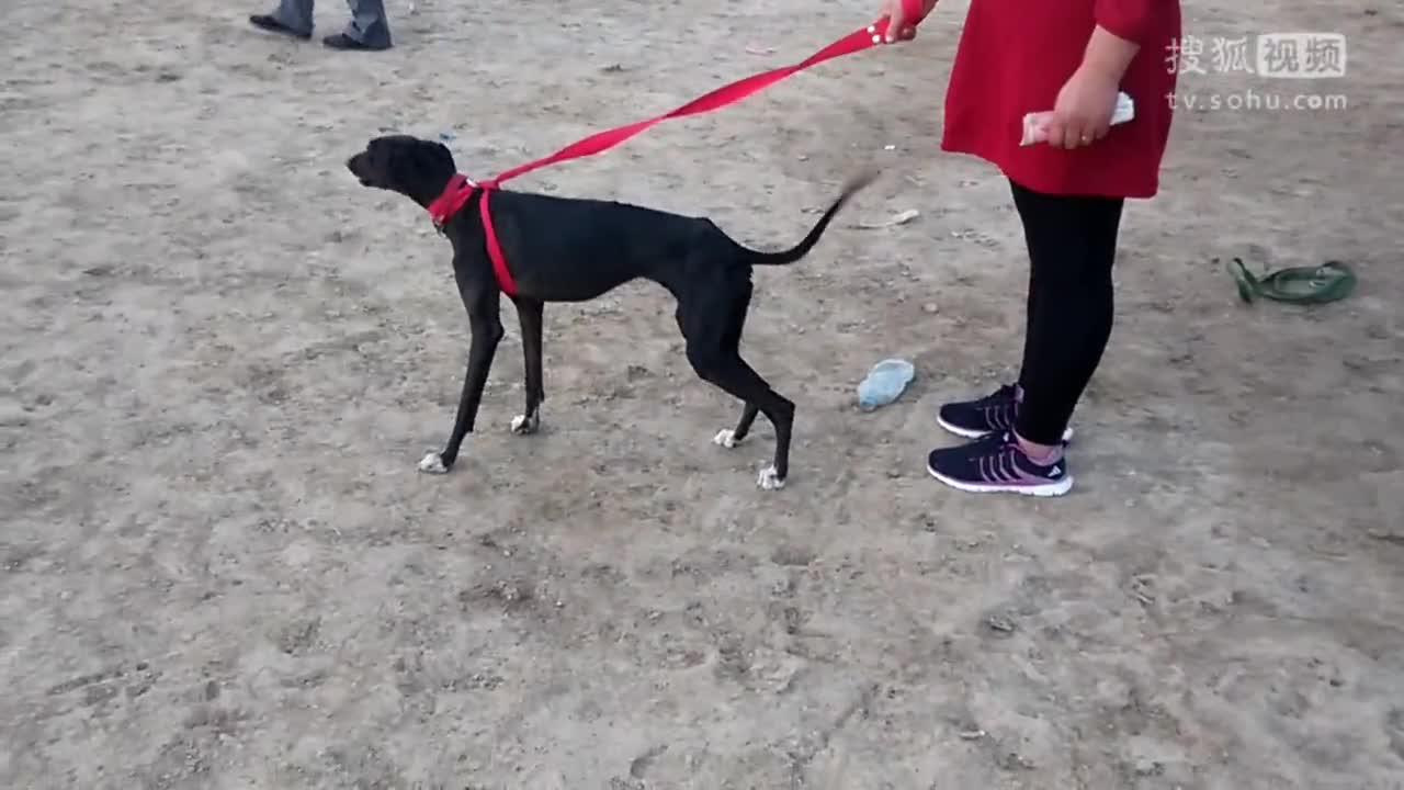 格力犬比赛放兔子，速度与激情的极致展现