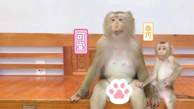 电视猴的奇妙自然探索之旅,心灵寻静之旅