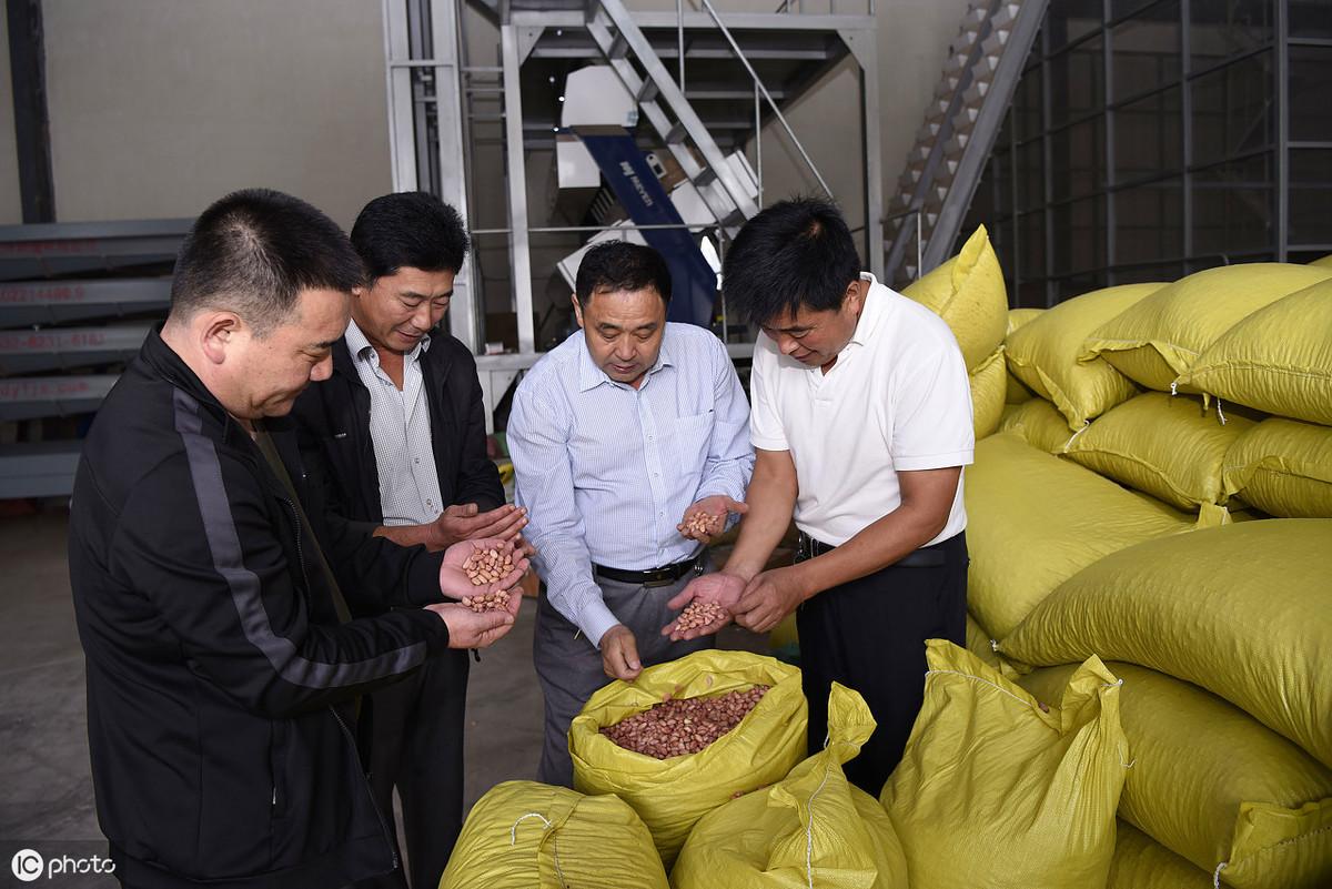 最近花生米行情与价格概览分析