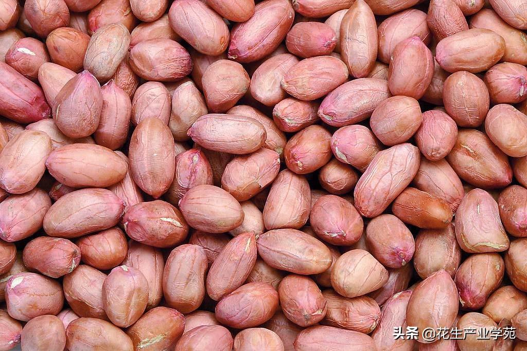 最近花生米行情与价格概览分析