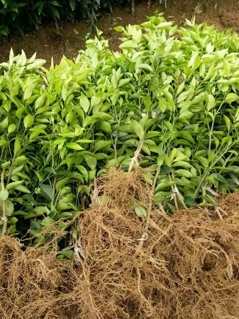 最新桔树苗,绿意盎然与温馨故事的交织