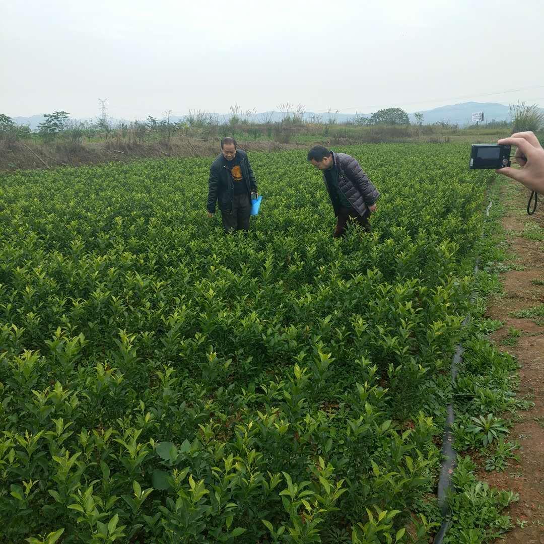 最新桔树苗,绿意盎然与温馨故事的交织