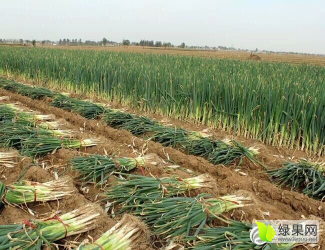 西昌大葱今日行情分析,价格走势与预测