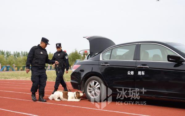 最新五只红土犬出售，值得关注的话题