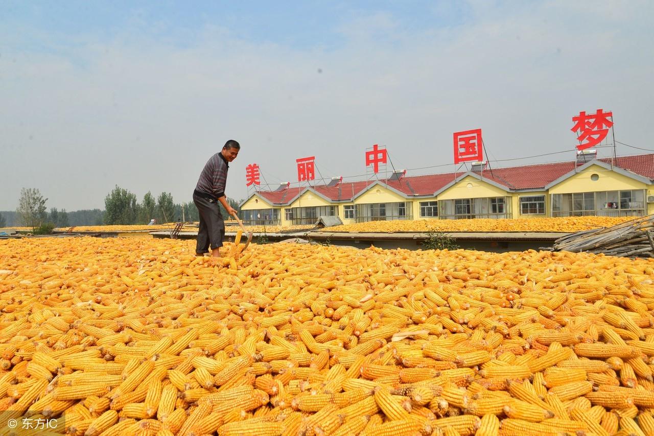 大豆行情深度解析与美景探索之旅