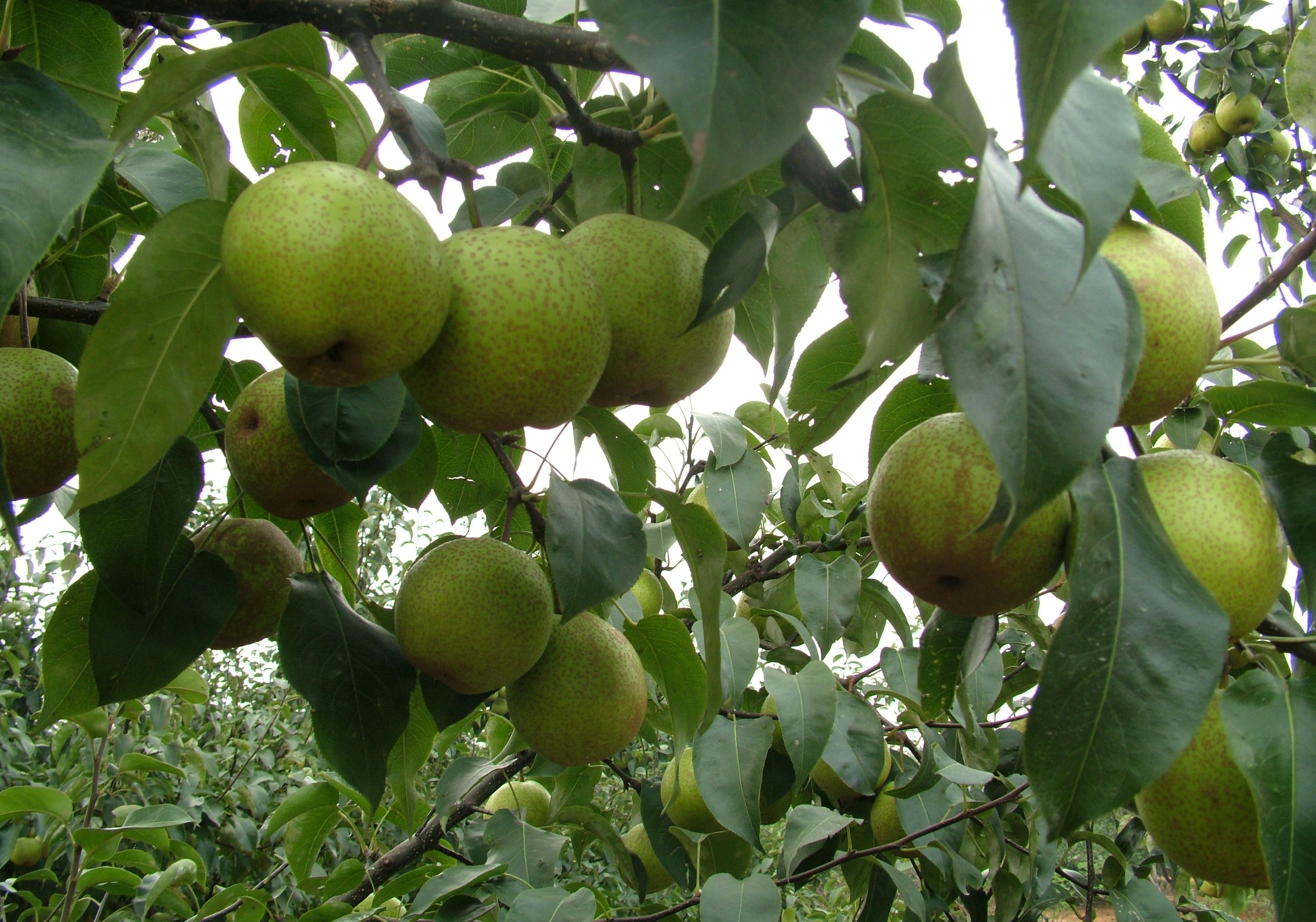 全球美味梨品种大赏,尝鲜必选!