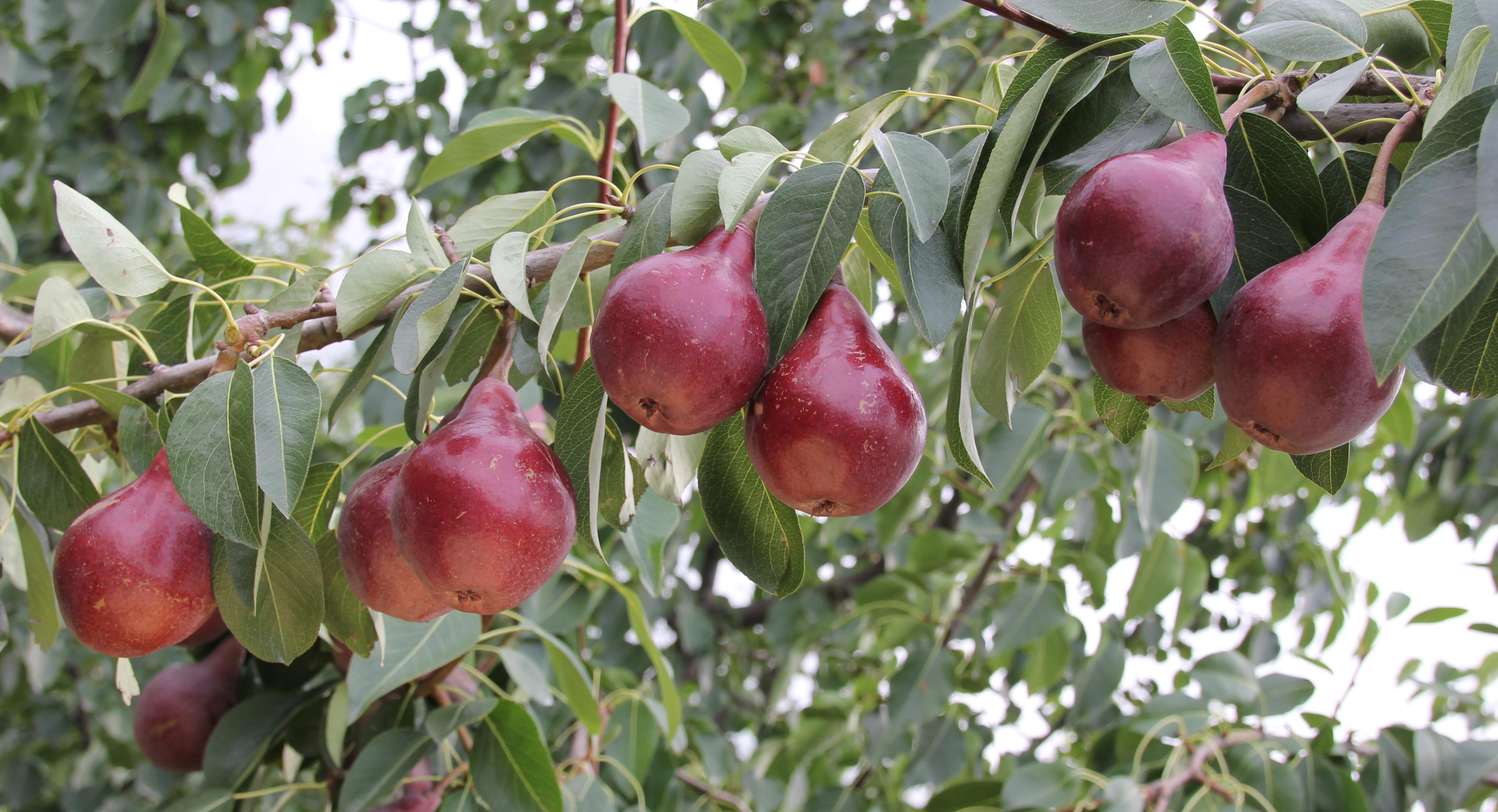 全球美味梨品种大赏,尝鲜必选!
