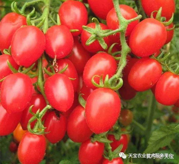 圣女果行情深度探讨与分析