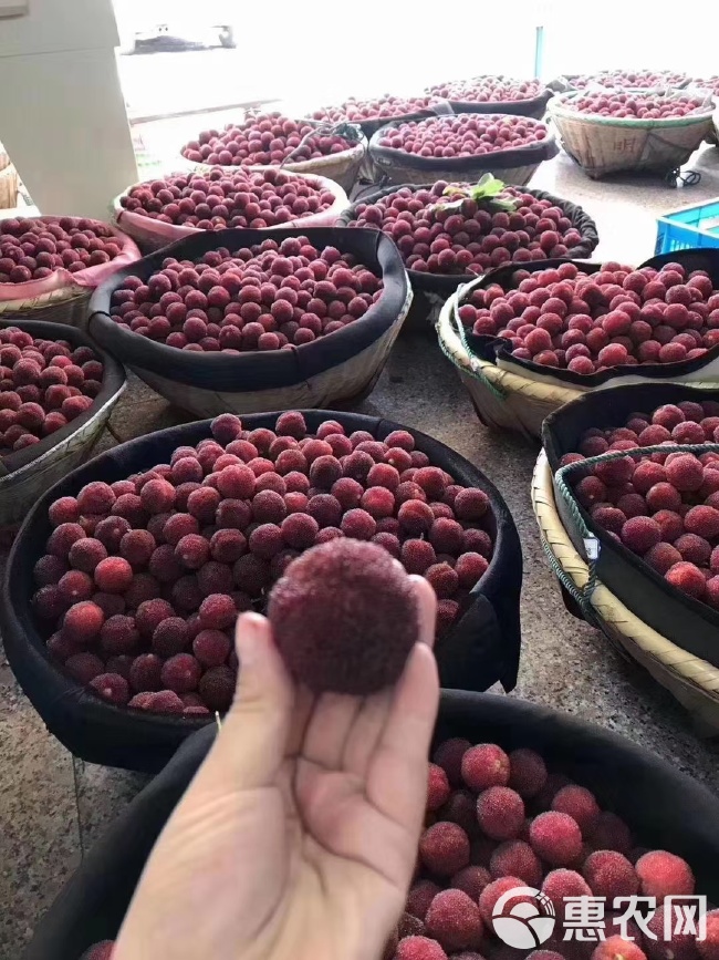 东魁杨梅尝鲜季节来临，新鲜上市正当时！