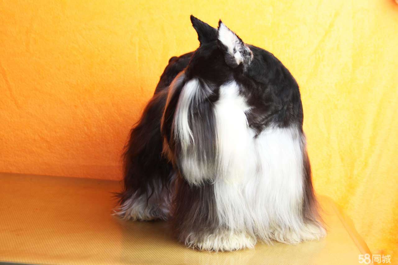 天一犬舍新品长毛犬种公亮相，闪耀登场！