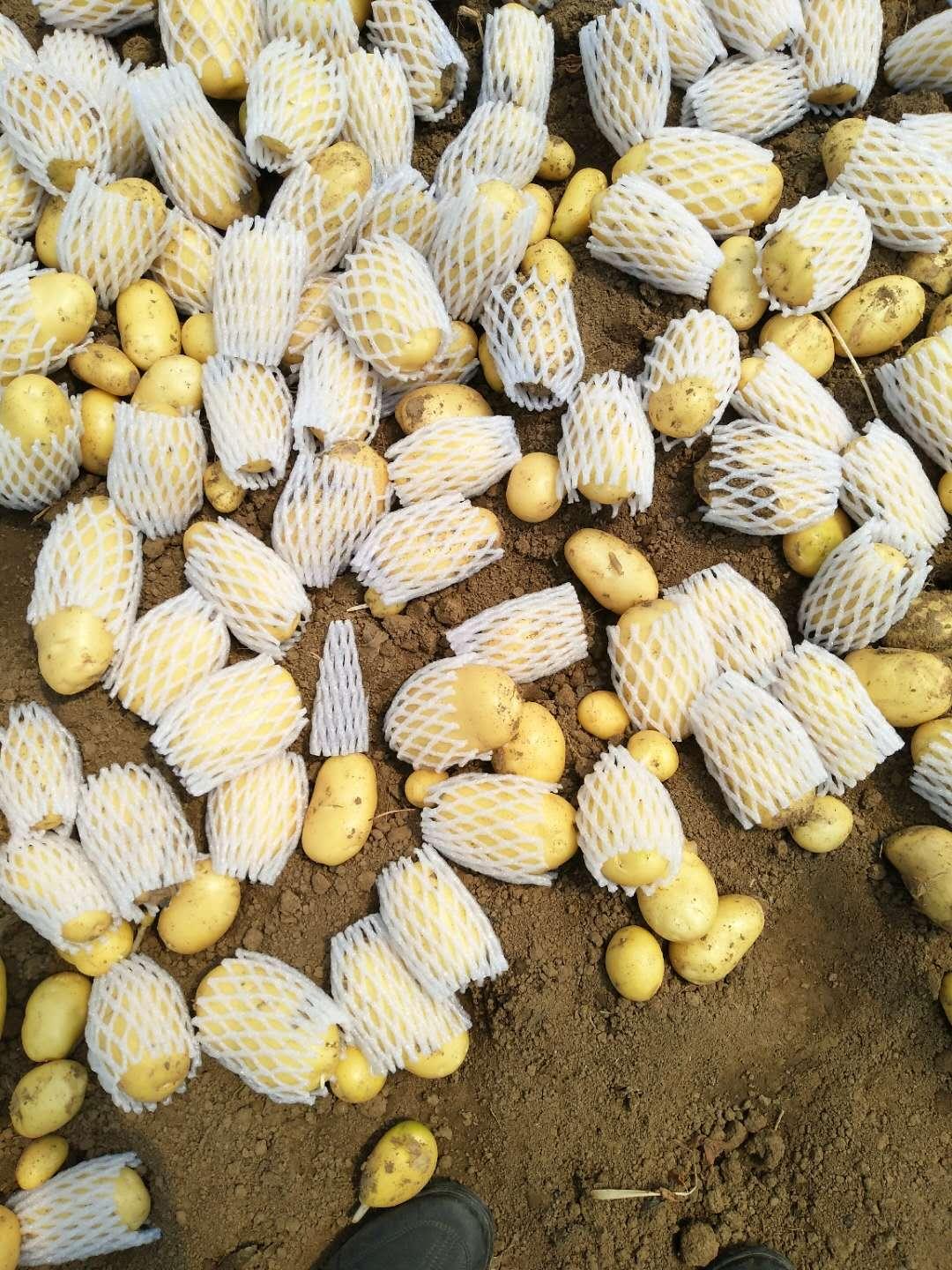 多元因素下的马铃薯最新价格动态市场分析