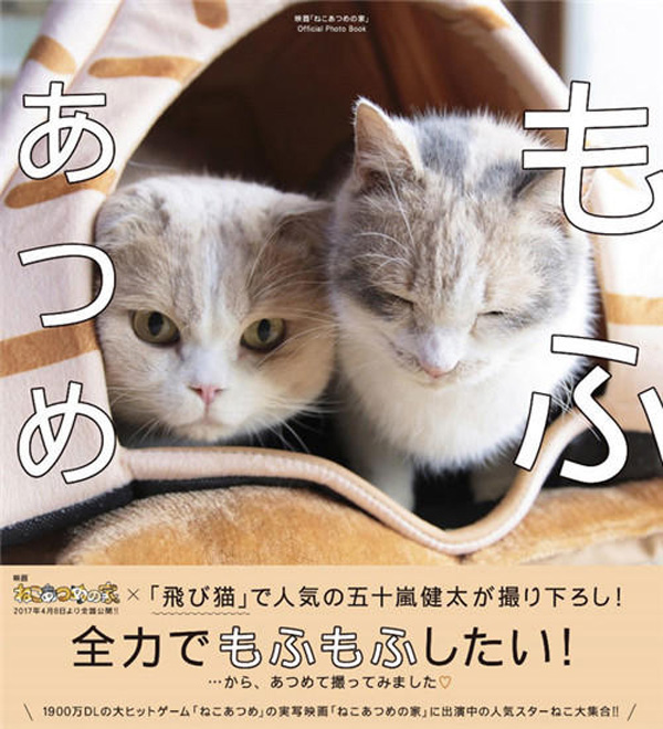 科技新品重塑猫咪生活，智能互动猫咪后院动态体验