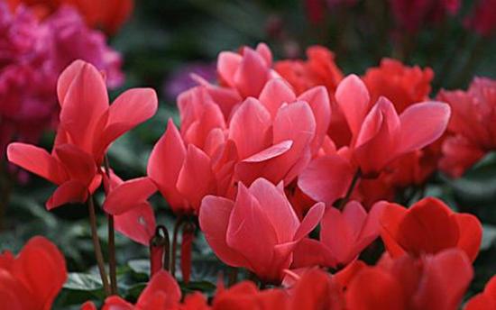 长寿最新招聘信息,科技革新引领未来长寿之旅招聘启事