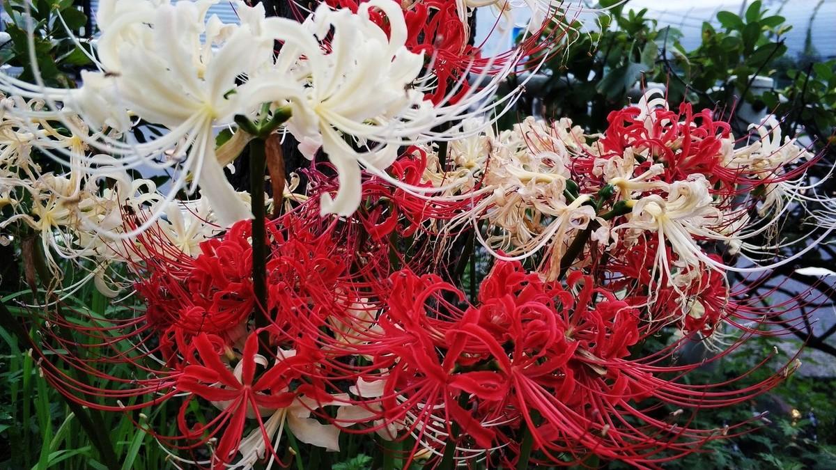 灯花笑最新章节探秘，揭开神秘面纱