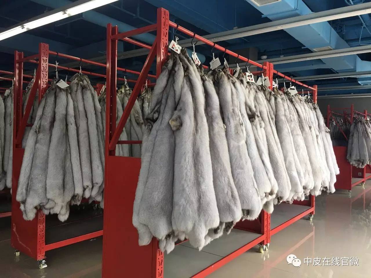 时代变迁下的貂皮最新价格市场动态