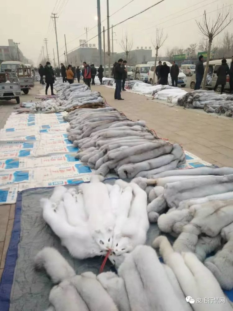 时代变迁下的貂皮最新价格市场动态