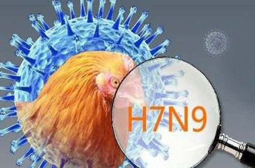 H7N9疫情下的独特小巷奇遇，街角深处特色小店的隐秘故事