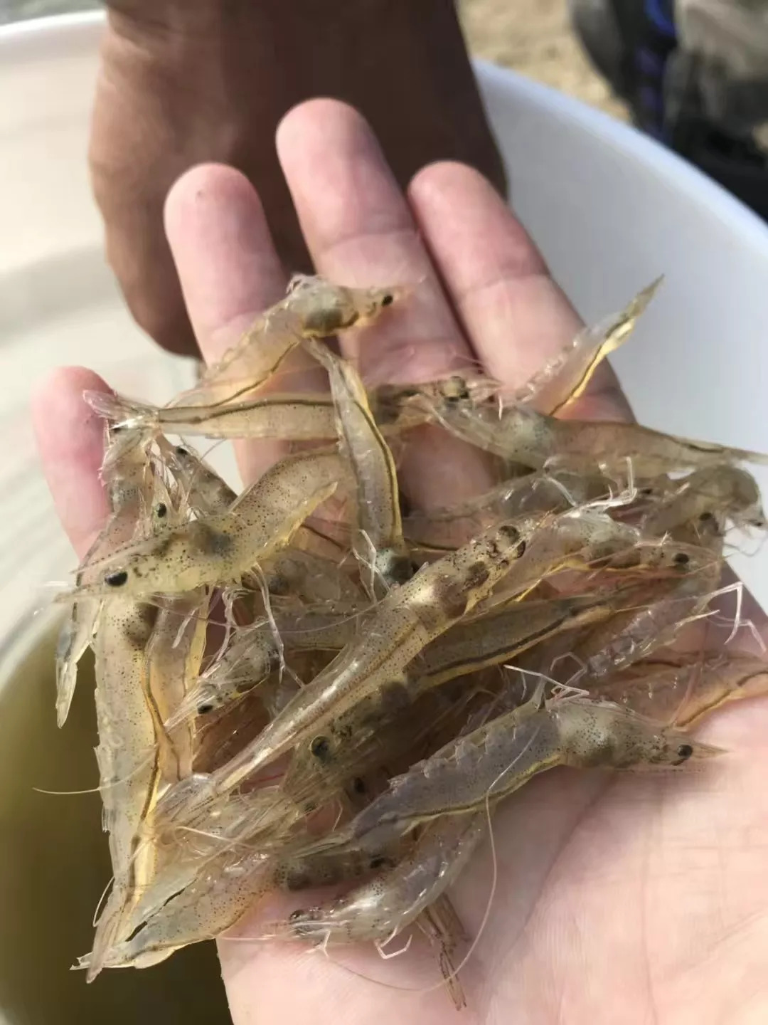 南美白对虾最新价格探析及市场走势预测,个人观点分享