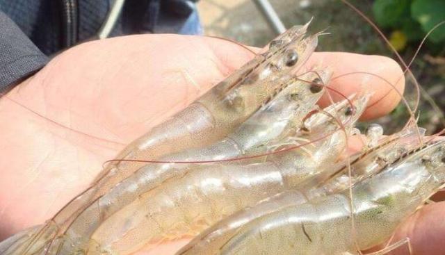 南美白对虾最新价格探析及市场走势预测,个人观点分享