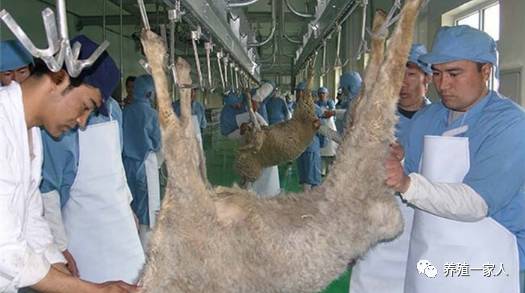 全国羊价上涨趋势分析,最新消息、市场趋势及影响探讨