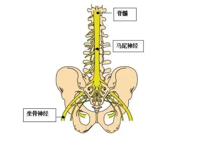 腰椎间盘突出最新治疗方法，科技重塑康复之路