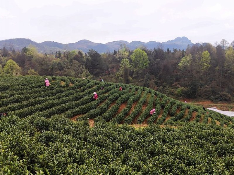 瓮安县范祖林最新动态,观点阐述与分析