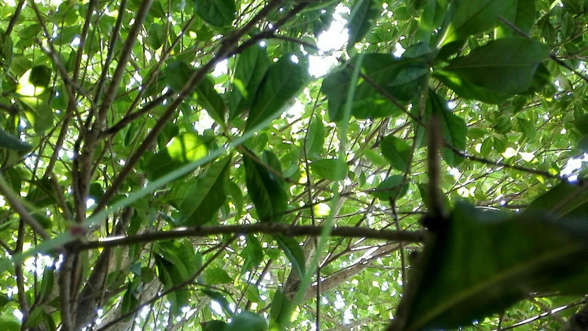 四川油菜籽最新价格揭秘，温情故事背后的价格走势分析