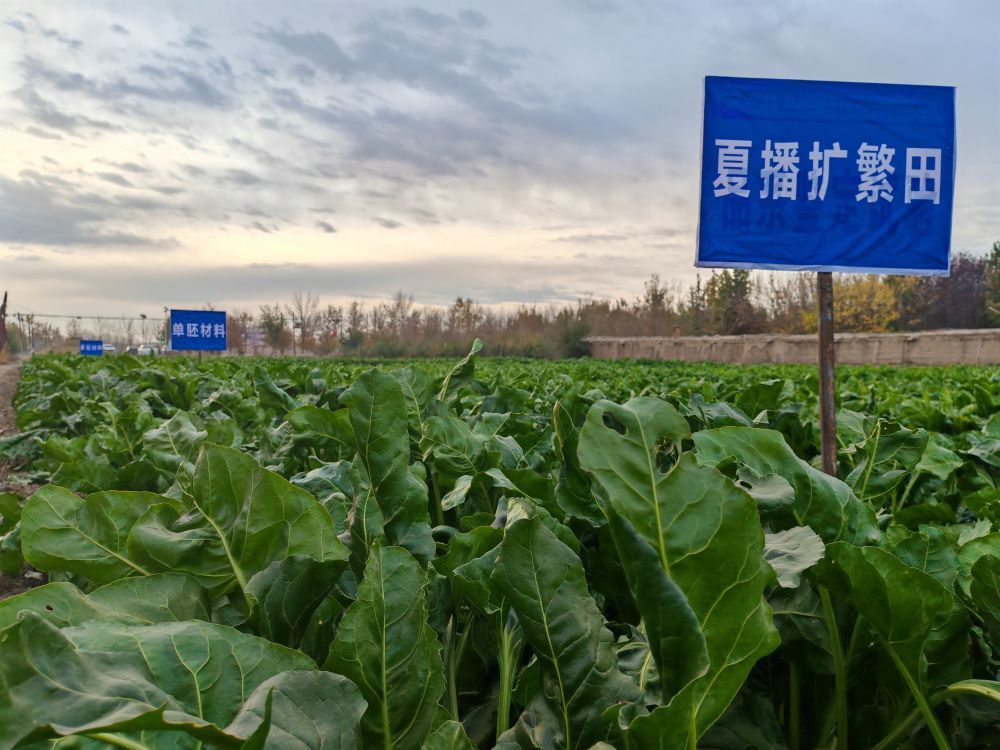 最新甜菜，背景、发展与时代地位概述