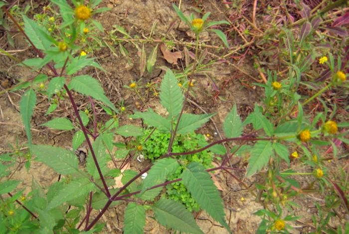 探索自然奥秘的最新草药引领健康新时代