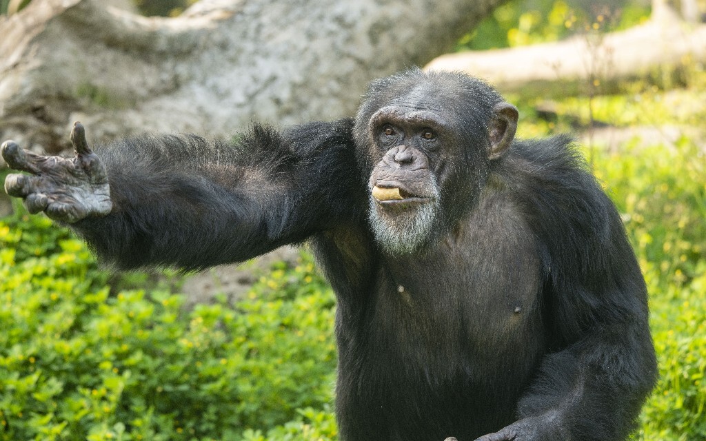 猩猩的成长之旅,从丛林到心灵,学习变化提升自信与成就感