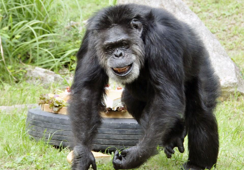 猩猩的成长之旅,从丛林到心灵,学习变化提升自信与成就感