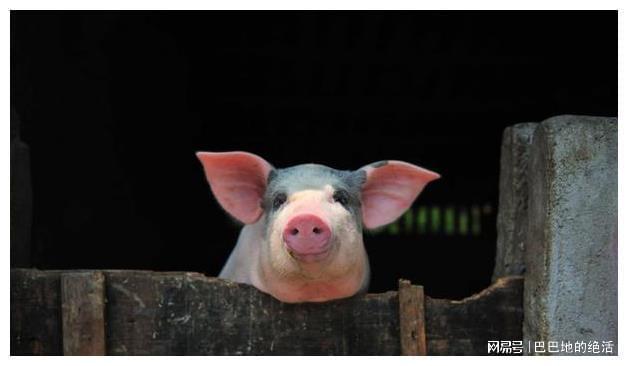 最新猪栏搭建步骤指南,打造现代化猪舍新标杆