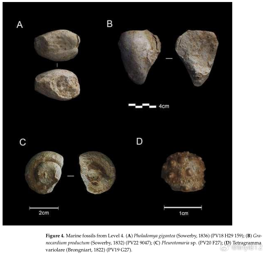 远古世界揭秘,最新考古化石探寻之旅
