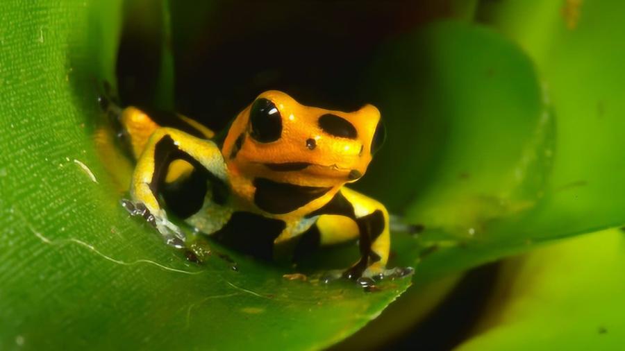 青蛙视频最新版,时代背景下的视频巨擘