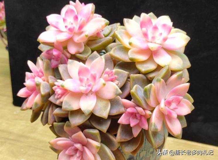 科技与自然的融合，最新多肉新品重塑生活之美