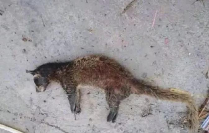 贵州今日疫情最新通报,小巷深处的独特风味美食