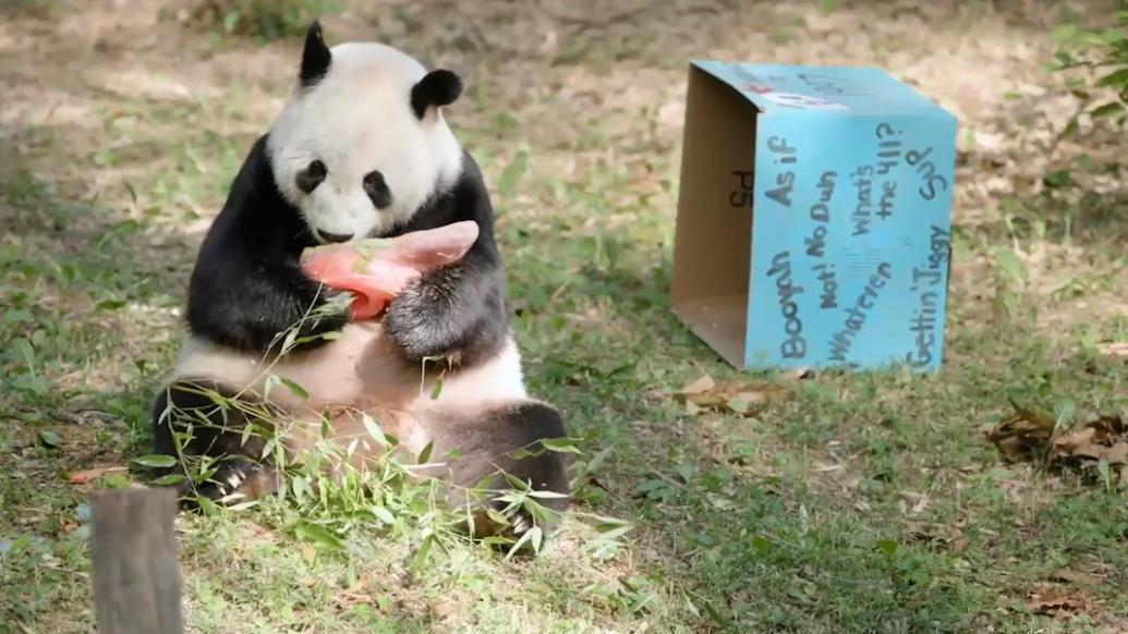 添添熊猫最新动态更新